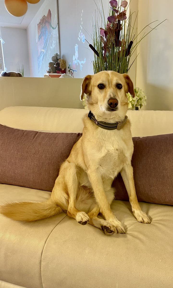 Hund sitzt auf einer Couch im Warteraum